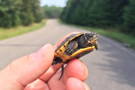 Minnesota Turtle Crossing Tally & Count