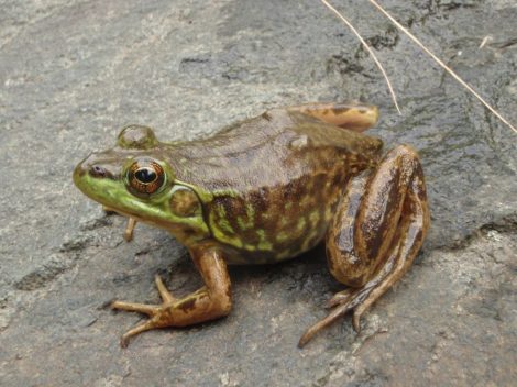 Amphibians and Reptiles in Minnesota