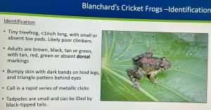 May ’22 Speaker: Erica Hoaglund – The Endangered Blanchard’s Cricket Frog