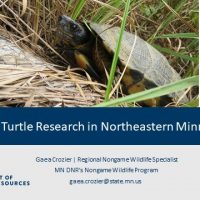 April ’22 Speaker: Gaea Crozier – Wood Turtle Research in Northeastern Minnesota